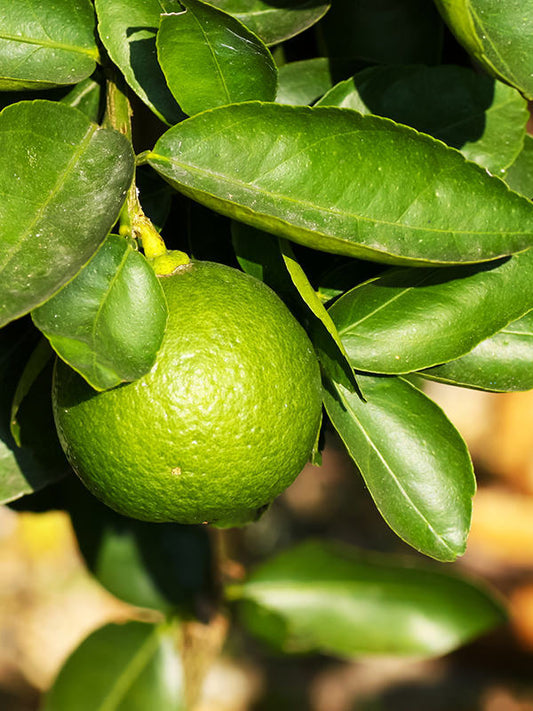 Bergamot Essential Oil