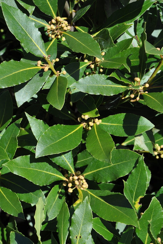 Bay Laurel Essential Oil