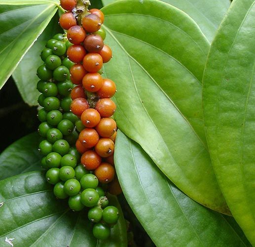 Black Pepper Essential Oil