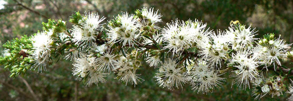 Kunzea Essential Oil