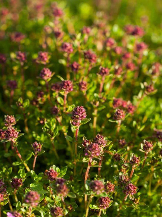 Thyme Essential Oil