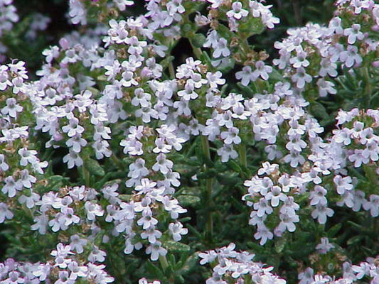 Thyme, Mild Essential Oil