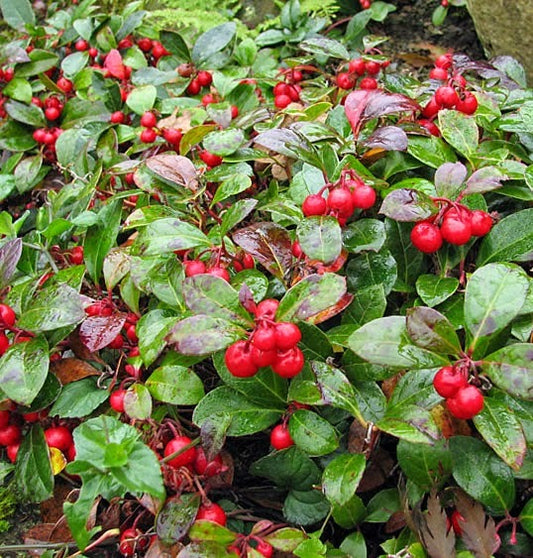 Wintergreen Essential Oil