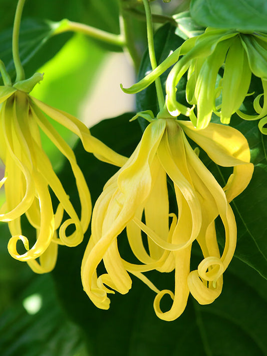 YlangYlang Essential Oil