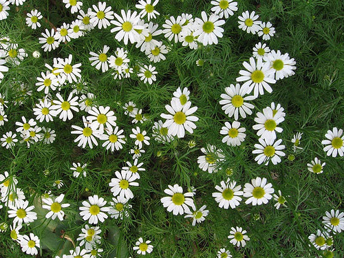 Chamomile, Roman Essential Oil