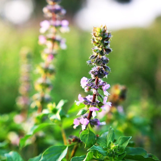 Basil, Holy Essential Oil