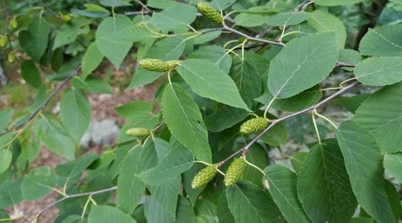 Birch Essential Oil