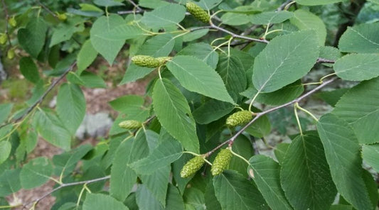 Birch Essential Oil