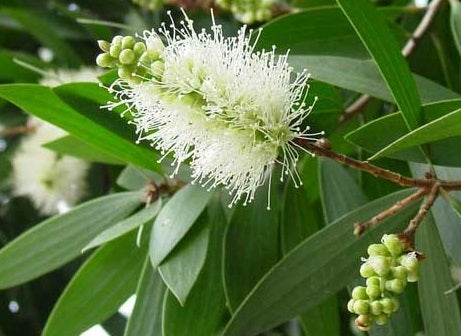 Cajeput Essential Oil