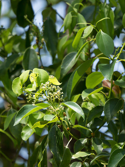 Camphor Essential Oil