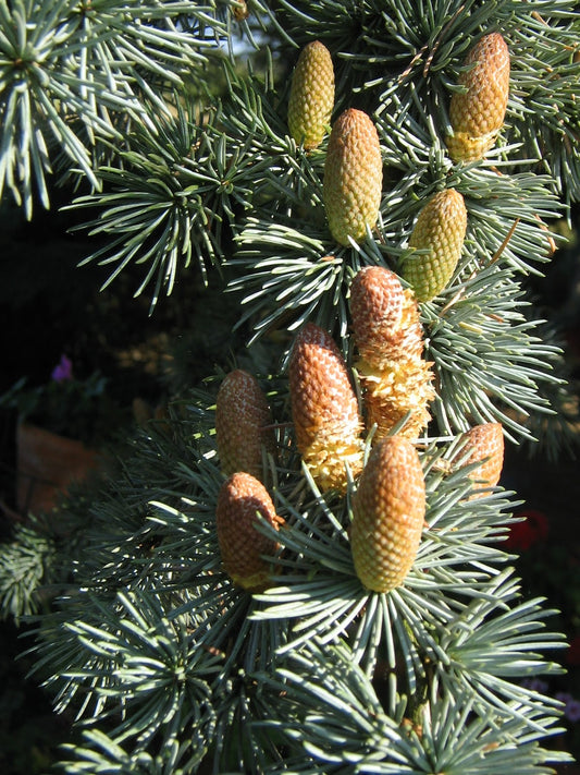Cedar, Atlas Essential Oil