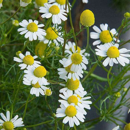 Chamomile, German Essential Oil