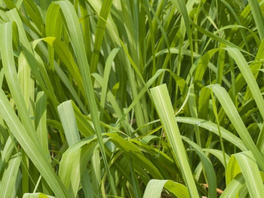 Citronella Essential Oil