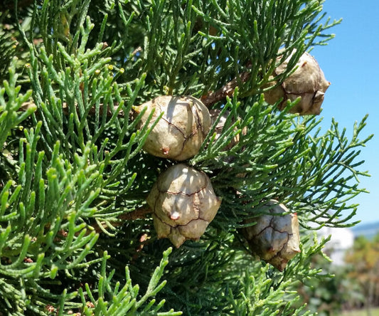 Cypress Essential Oil