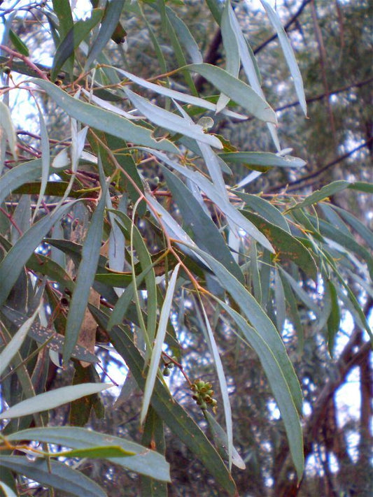 Eucalyptus, Blue Essential Oil