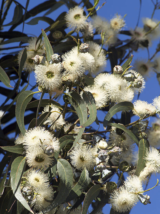 Eucalyptus, Common Essential Oil