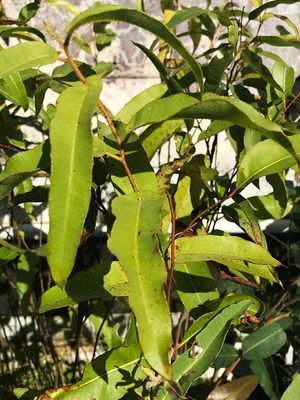 Eucalyptus, Lemon Essential Oil