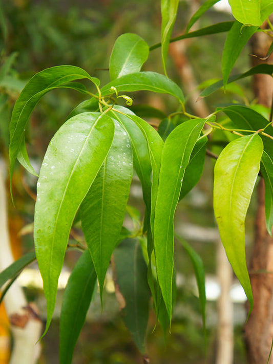 Eucalyptus, Radiant Essential Oil