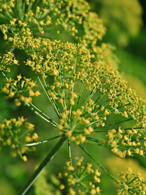 Fennel Essential Oil