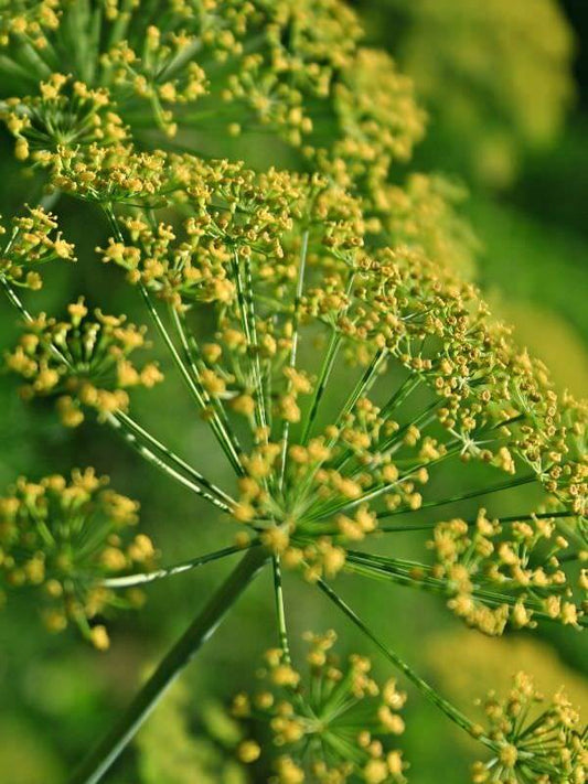 Fennel Essential Oil