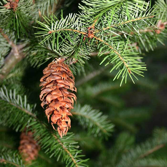 Fir, Douglas Essential Oil