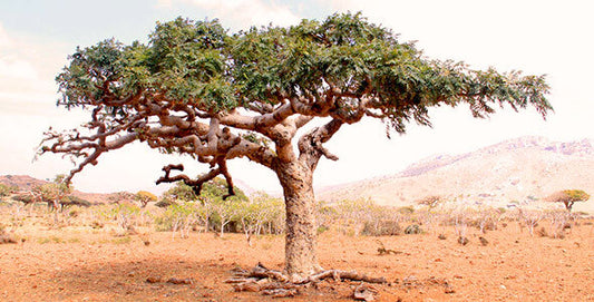 Frankincense Essential Oil