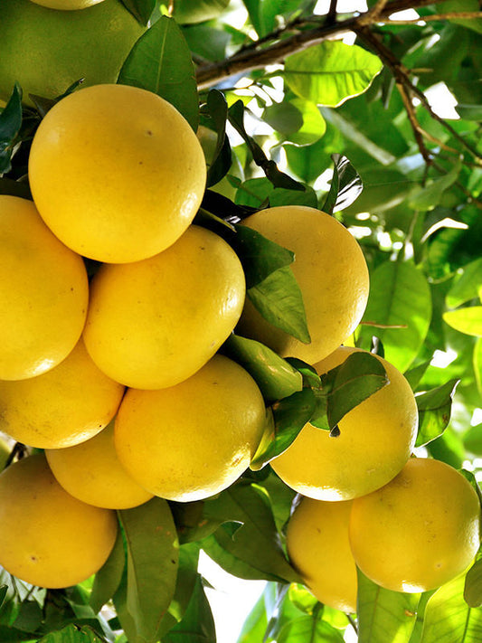 Grapefruit Essential Oil