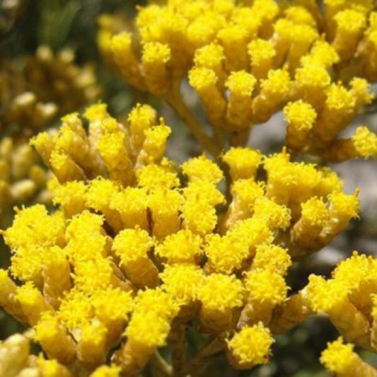 Helichrysum Wild Essential Oil