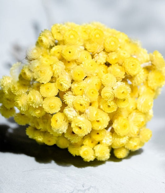 Immortelle - Org Essential Oil