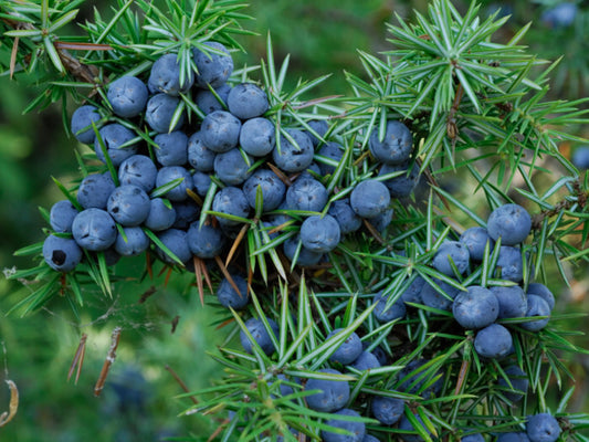 Juniper Berry Essential Oil