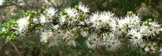 Kunzea Essential Oil
