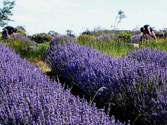 Lavandin Essential Oil