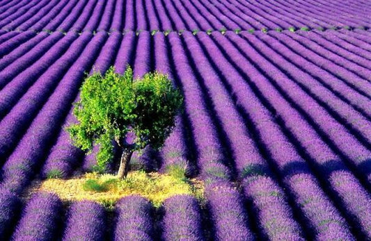 Lavender Essential Oil