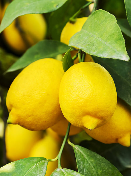 Lemon Essential Oil