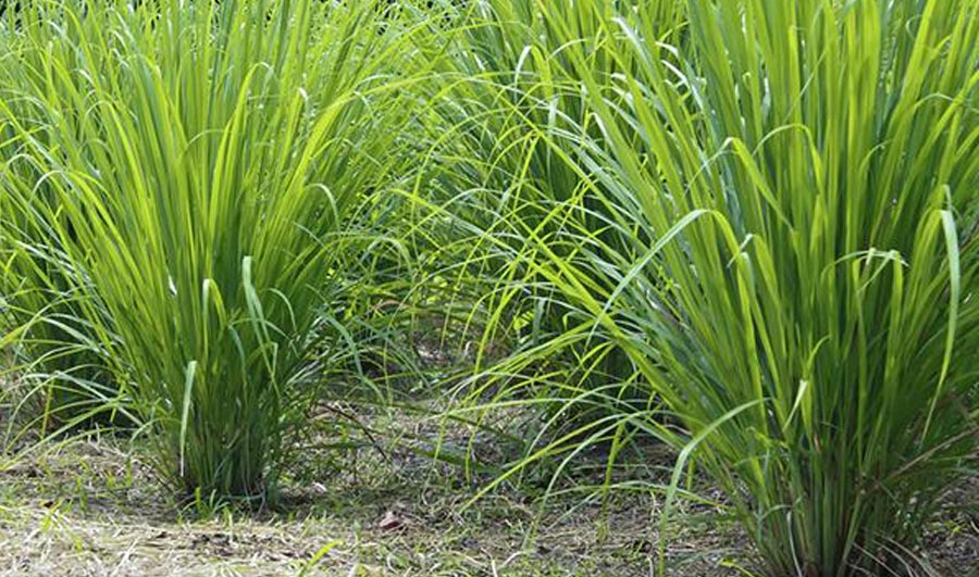 Lemongrass Essential Oil