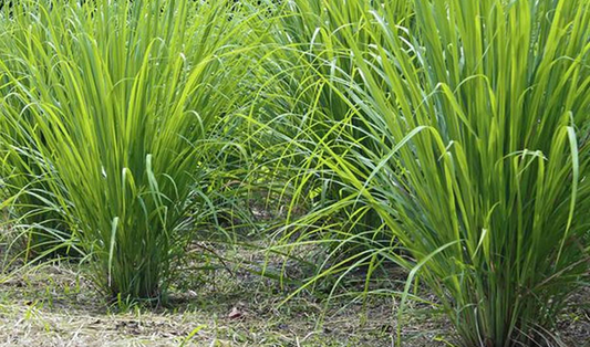 Lemongrass Essential Oil