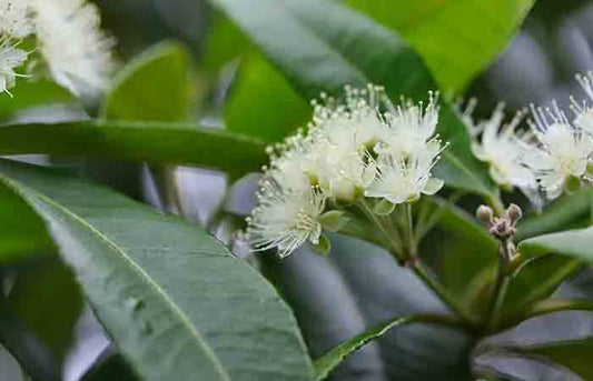 Lemon Myrtle Essential Oil