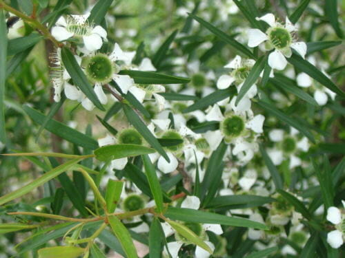 Lemon Tea Tree Essential Oil