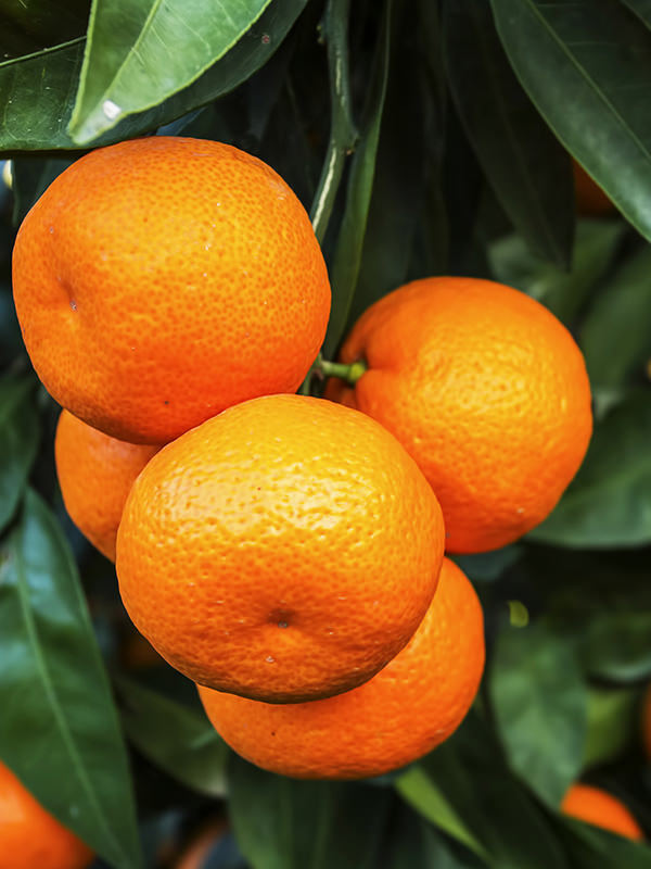 Mandarin Essential Oil