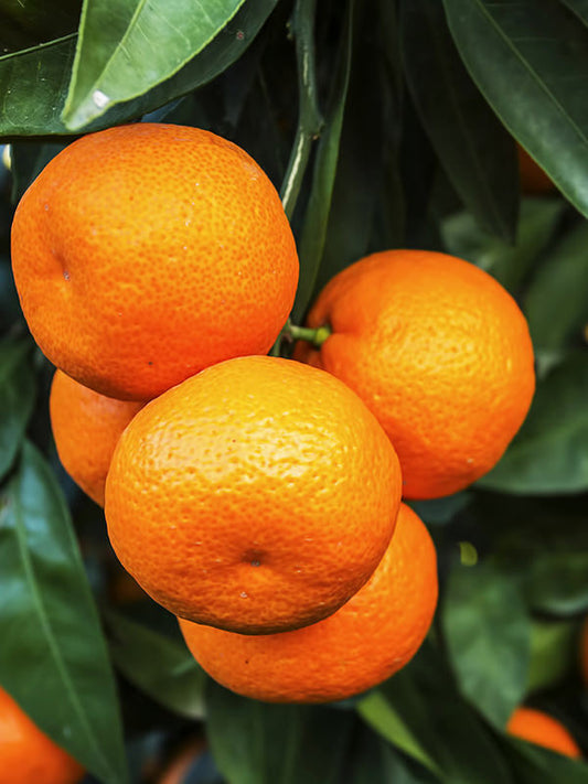 Mandarin Essential Oil