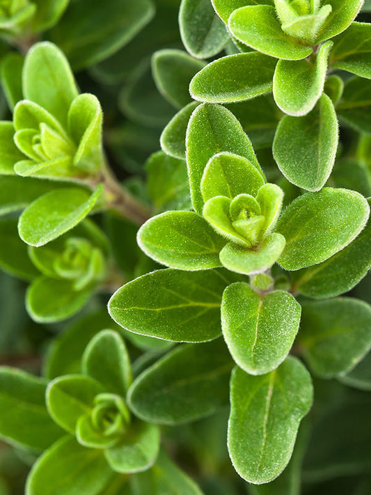 Marjoram Essential Oil