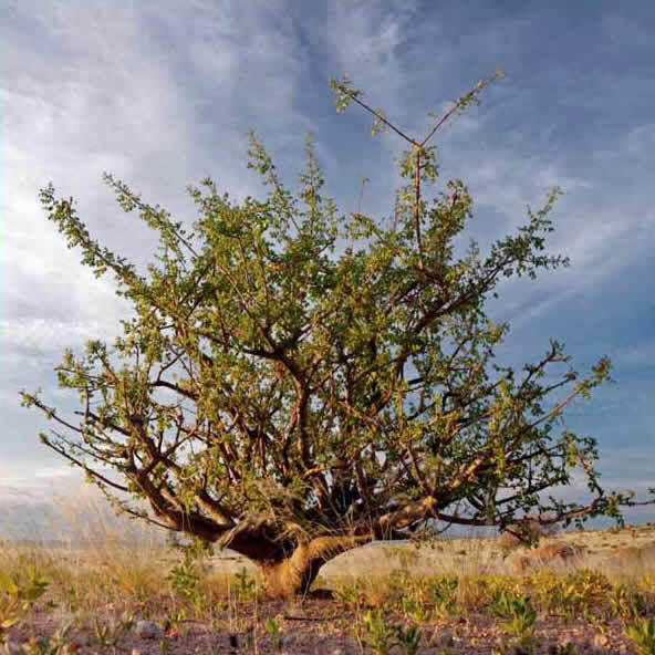 Myrrh Essential Oil