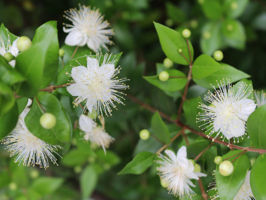 Myrtle Essential Oil