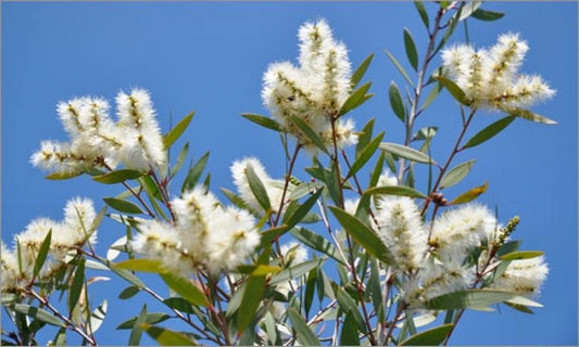 Niaouli Essential Oil