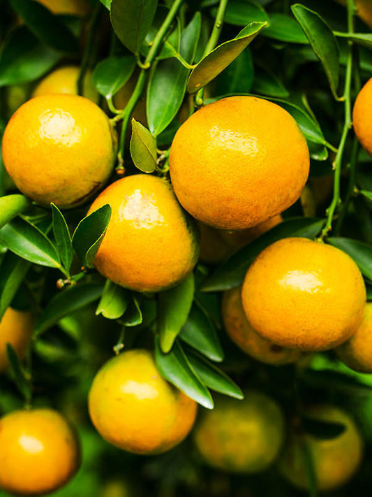 Orange Essential Oil