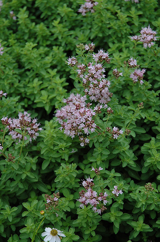 Oregano Essential Oil