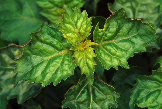 Patchouli Essential Oil