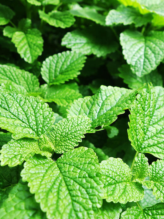 Peppermint Essential Oil
