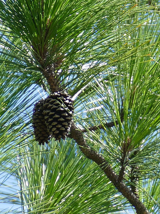 Pine, Scots Essential Oil