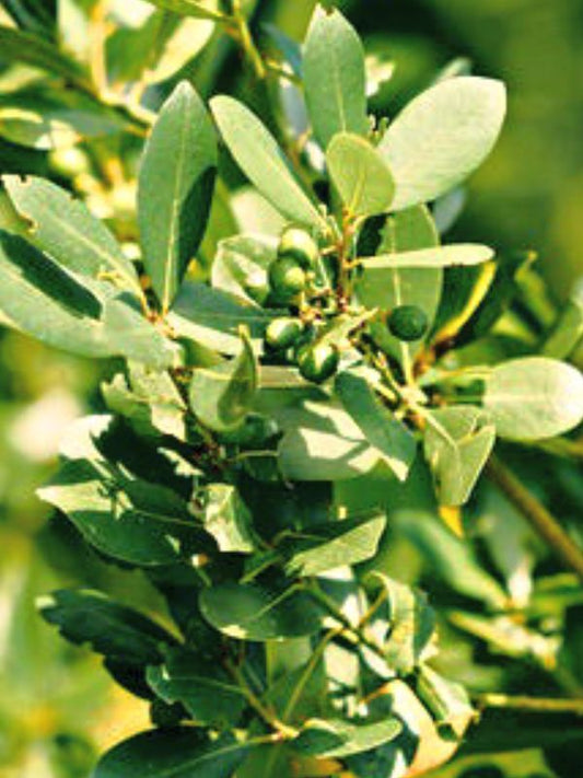 Ravensara Essential Oil
